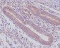 Anti-Caspase-8 CASP8 Rabbit Monoclonal Antibody